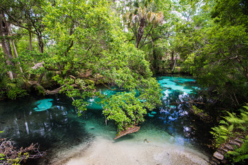 Wall Mural - Juniper Springs, Florida