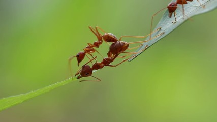 Wall Mural - Ant action standing.Ant bridge unity team,Concept team work together,Video footage show sacrifice of ant