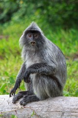 Silvery lutung monkey sitting on the dry tree in Bako national park, Malaysia. Version 2.