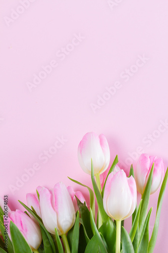 Pink fresh tulips