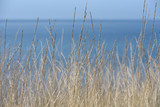Fototapeta Krajobraz - Grass against the blue sky and the sea. Grass is dry and thin