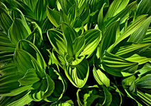 Corn Lily Abstract. These Plants Are Prolific In Alpine Meadows Of The Sierra Nevada, California 