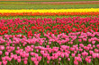Spring Tulip Fields