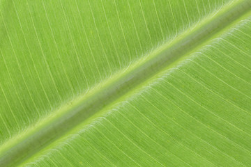 Close up backlit yellow green color live tree leaf natural furcate vein net create venation pattern structure background Creative easy light texture wallpaper in backlight with empty space for desktop