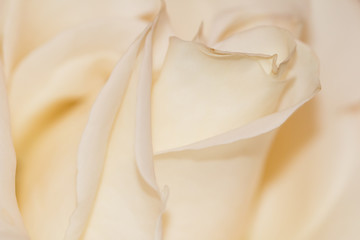 cream rose