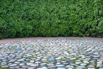 Wall Mural - background with the fence of green plants and pavement with stones.