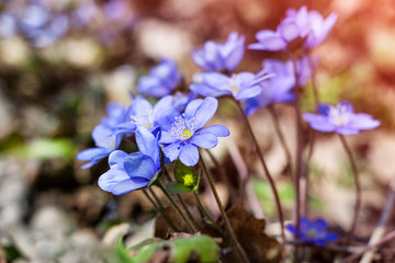 Wall Mural - hepatica flowers in blossom. blue spring flowers in the forest.