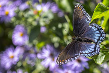 Red-spotted Purple Admiral Butterfly And Blue Aster Flowers