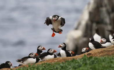 Poster - Atlantic Puffin in the Farne Islands