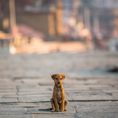 Little dog sitting alone on the street.