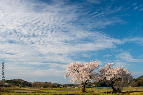 桜 ソメイヨシノ 新潟県新潟市上堰潟公園の布目夫婦桜 Stock Photo Adobe Stock 桜 ソメイヨシノ 新潟県新潟市上堰潟公園の布目夫婦桜 Stock Photo Adobe Stock