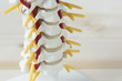© Teeradej - Human cervical spine model