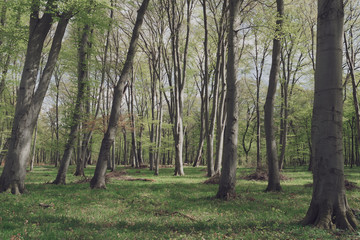 Wall Mural - Beautiful forest landscape. Colourful summer scenery. 