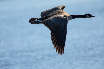 
Close view of a Canada goose, seen flying over a North California marsh
