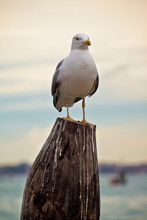 Seagull, Sea Bird On Wooden Pole
