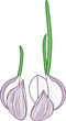 Sprouted garlic cloves on white background