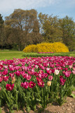 Fototapeta Tulipany - Benvenuta primavera: splendido parco con i tulipani fioriti