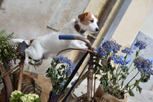 JACK RUSSELL DOG RIDING A VINTAGE BICYCLE  WITH  VIOLET FLORAL DECORATION