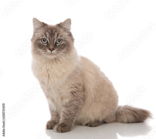  Plakat koty   uroczy-szary-kot-o-jasnoniebieskich-oczach-siedzi