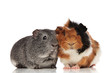 © Viorel Sima - lovely guinea pig couple sitting