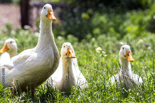 Photographie White ducks on green grass in farm