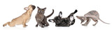 Fototapeta Koty - Group of cats and dogs in yoga poses