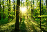 Fototapeta Natura - Beautiful forest in spring with bright sun shining through the trees