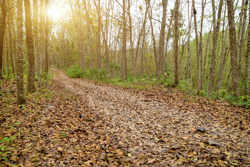 Wall Mural - Forest Deciduous Mountain Road