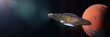 UFO in orbit of the red planet Mars (3d space illustration banner with black background)