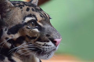 Wall Mural - Close up profile portrait of clouded leopard