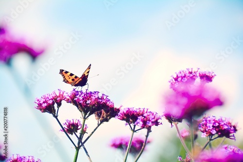 Blumenwiese mit Schmetterling