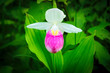 Showy Lady's-slipper - Cypripedium reginae - Minnesota State Flower