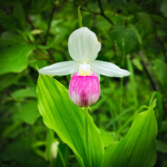 Showy Lady's-slipper - Cypripedium reginae - also known as Pink-and-white Lady's-slipper or the Queen's Lady's-slipper. Beautiful Minnesota State Flower - pink and white on green natural background