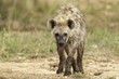 Inquisitive Hyena