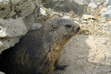 alpine marmot in switzerland