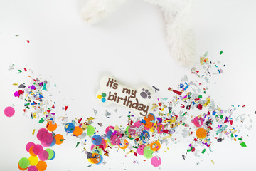 Wall Mural - White puppy celebrating birthday.