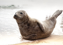 Cute Seal 