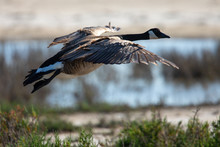 Close View Of A Canada Goose, Seen Landing Over A North California Marsh