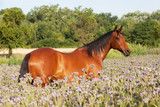 Fototapeta Konie - Portrait of nice horse on meadow violet flowers