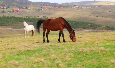 Canvas Print - horses in the  mountain