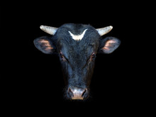 Portrait Of A Black Bull Isolated On A Black Background. Ox, Oxen Head Close-up. Cattle