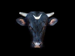 Wall Mural - Portrait of a black bull isolated on a black background. Ox, oxen head close-up. Cattle