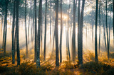 Fototapeta Natura - Fabulous european forest.  Picturesque sunrise in Portugal. Fairy tale scenic view.  Magnificent sun rays in pine trees.  Beautiful seasonal nature landscape. Vivid colors. Sun light in wild territory