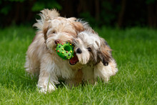 Two Havanese Puppies Play Together With A Green Toy In The Grass