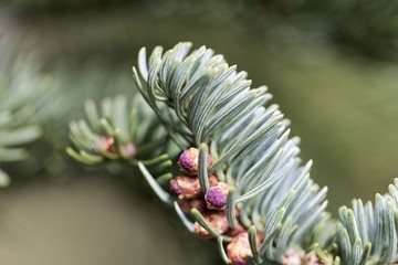 Wall Mural - Branches of a noble fir (Abies procera) in spring