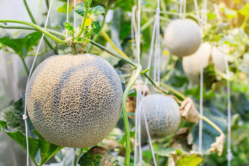 melon on the vine in garden.