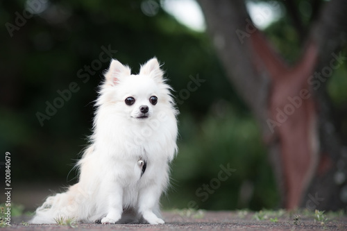 白いロングコートチワワ Stock Photo Adobe Stock 白いロングコートチワワ Stock Photo Adobe Stock