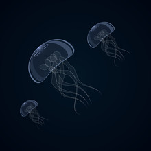 Vector Illustration Of Jellyfish, Aurelia Aurite, Also Called Common Jellyfish, Moon Jellyfish, Jelly Moon Or Jelly Saucer