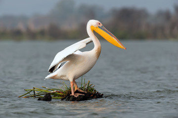 Wall Mural - Great white pelican