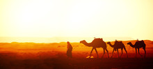 Caravan Of Camels In Sahara Desert, Morocco